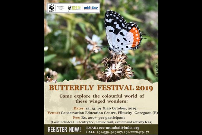 Butterfly Festival 2019 Poster