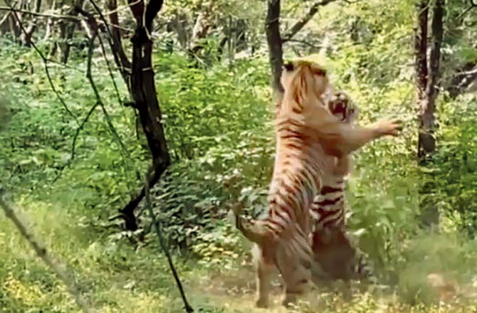 Ranthambore tigers fight over love of their life