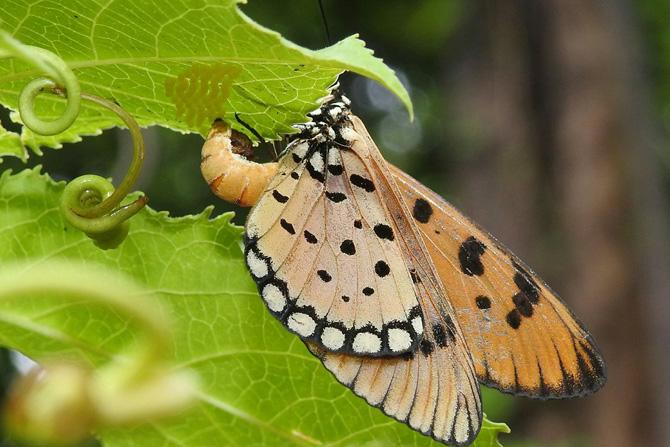 Tawny Coster (laying eggs on passionflower vine)