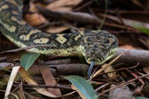 Surprise! Thieves steal man's bag, find snakes when they open it
