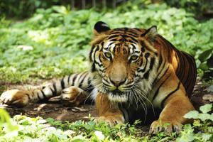 West Bengal: Bhutanese citizens caught with Royal Bengal Tiger skin 