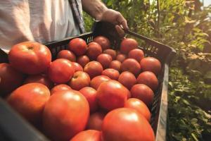 Mumbai: Rising prices of tomatoes dampen festive season