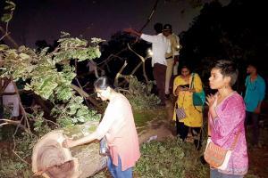 Within hours of HC nod, Mumbai Metro starts cutting Aarey trees 