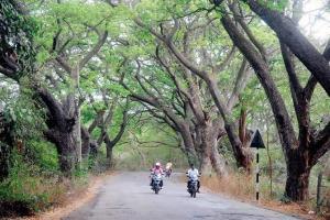 Adivasi community members pay tribute to axed trees of Aarey forest