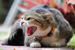 Guilty for stabbing a cat to death with screwdriver, man fined Rs 9150