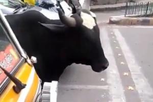 Cow obeys traffic rules, twitterati says animals better than humans