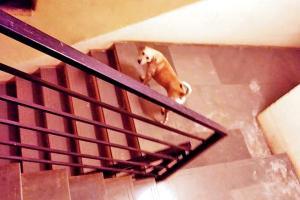 Mumbai: Madh Island buildings tackle stray dog menace