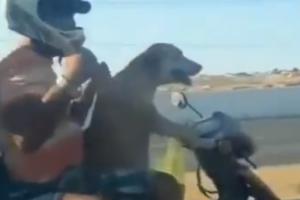 WATCH: A dog drives a bike with two pillion riders; video goes viral