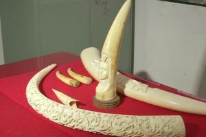 Pune Crime Branch seize 10 elephant tusks, accused arrested