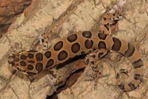 Six new gecko species found in Western Ghats