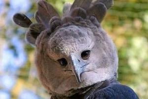 Viral photo:  Is it a bird or a person? Twitterati left confused