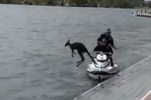 Watch: Kangaroo jumps back into lake after being rescued by cops