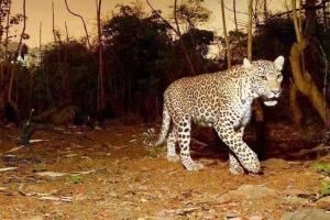 11-year-old girl saves brother from leopard attack in Uttarakhand
