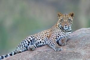 Chhattisgarh: Four arrested for leopard hunting in Dhamtari