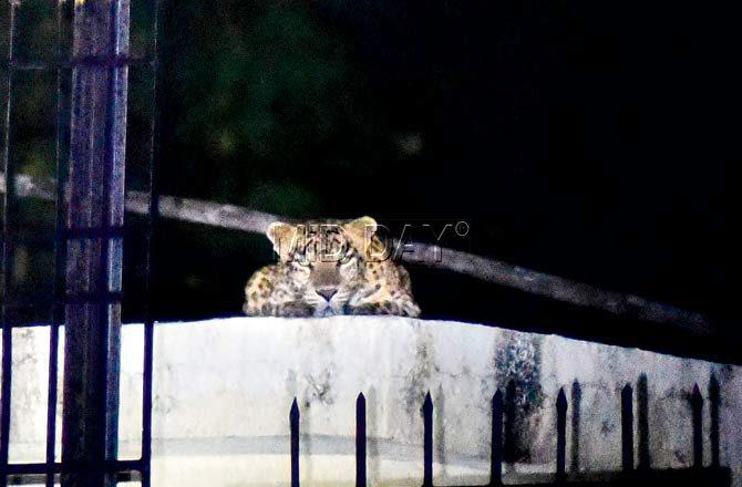 12.30 am: Venus, the leopard, who was resting with her eyes half shut, reared her head as soon as she heard the mid-day photographer