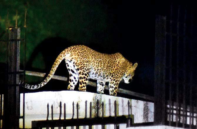 1:35 am: Some 20 minutes later, the sleepy feline yawned widely for the camera before turning and walking away, only to settle down a few metres away on the same wall. Pics/Ashish Rane