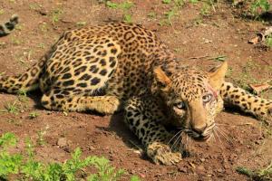 Maharashtra: Paralysed one-year-old leopard makes miraculous recovery