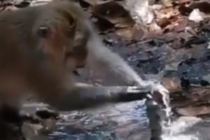 Monkey uses leaves to stop leaking pipe, inspires netizens 