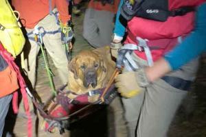 Rescuers carry 190-pound dog down mountain trail, win praises 
