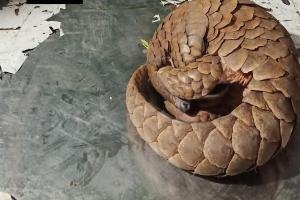 Three arrested with endangered pangolin in Pune