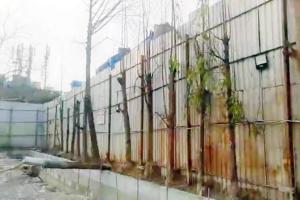 Andheri school faces NC for 'poisoning' trees