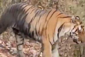 Viral video: Tiger comes dangerously close to car; watch what happens