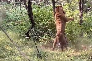 Viral video: Two tigers caught in fierce fight over tigress