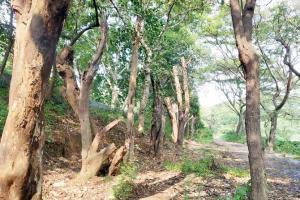 Most trees replanted in Aarey by MMRCL dead or dying