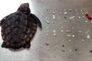Baby turtle found with 104 pieces of plastic; Internet is upset