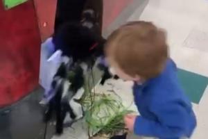 Viral video: Boy fights huge 'spider', leaves netizens amused