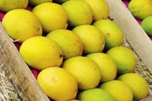 Indian man to be deported for stealing two mangoes at Dubai airport