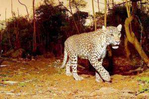 NGO: Evidence of 290 wild species inside Aarey Milk Colony