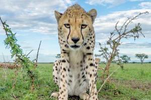 Serengeti Review: Rich storytelling elevates this safari 