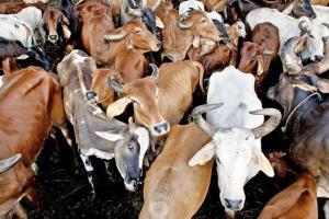 Border Security Force arrest one for smuggling 120 cattle to Bangladesh
