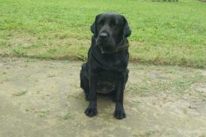 Army dog 'Jaari' staves off possible terror strike in Assam