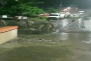 Watch Video: Lions walk into Junagarh city, sent back to Gir Sanctuary