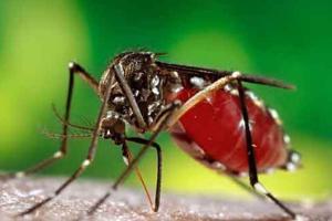 Three die of suspected dengue in Aurangabad