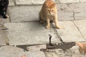 Neil Nitin Mukesh shares a video of four cats fighting a snake