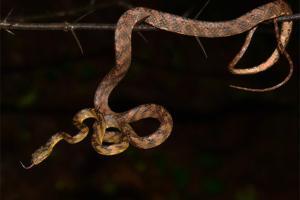 News species of snake named after Uddhav Thackeray's family