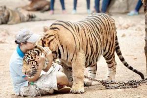 In-breeding blamed for death of 86 tigers rescued from Thai temple