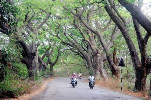 Mumbai: BMC has given permission of cutting trees in Aarey to MMRCL