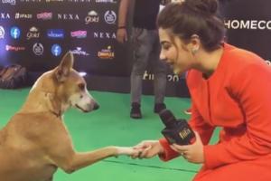 Stray dog who followed Salman Khan at IIFA gets interviewed