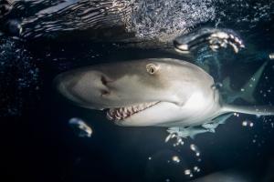 Climate change affecting shark pups development, reveals study