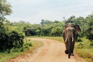 Missing elephant, Laxmi, found after two months in New Delhi