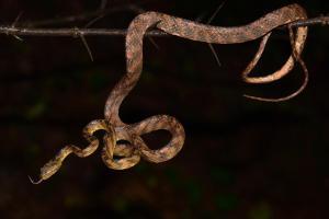 New snake species found, named after Uddhav's son Tejas Thackeray