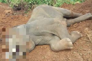 Ten-year-old male elephant dies at Nandankanan Zoological Park