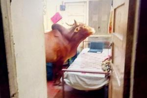 Mumbai: Cow enters hostel room of IIT-B, eats pages of a book