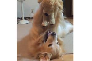 Watch Video: This cute pup playing with her soft toy is pure love!