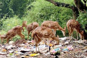 Deer spotted feeding on plastic at Sanjay Gandhi National Park, again