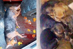 Mumbai Crime: Dog killed for seeking food outside meat shop in Goregaon